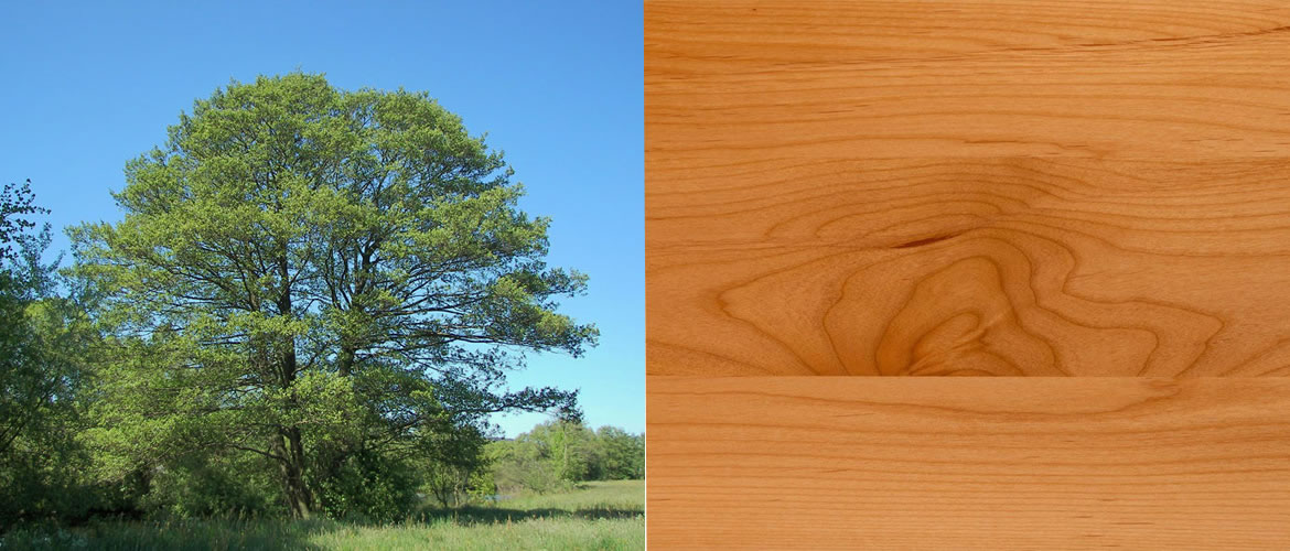 Aulne - Essence bois