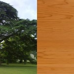 Le Cèdre - Essences bois