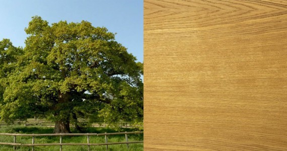 Le Chêne - Essence bois