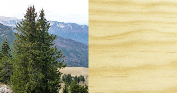 L'Épicéa - Essence bois