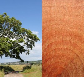 L'Érable - Champêtre - Essence bois