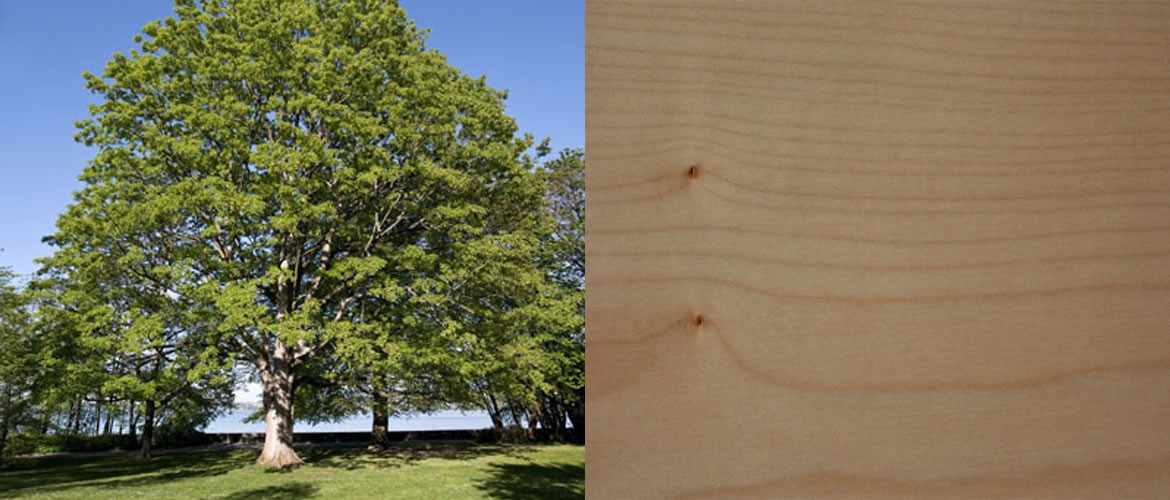 L’Érable - Sycomore