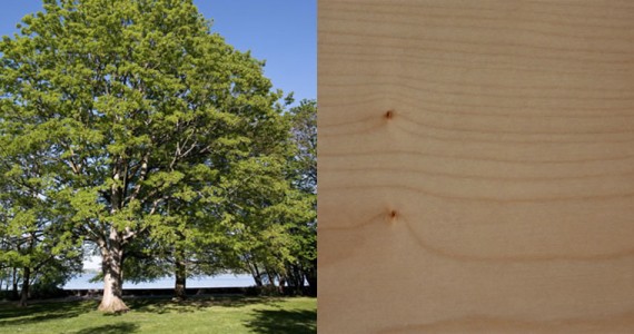 L’Érable - Sycomore