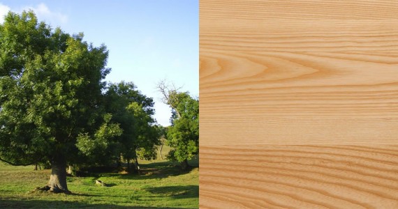 Frêne - Essence bois