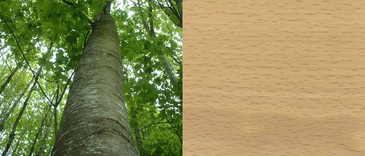 Hêtre - Essence bois