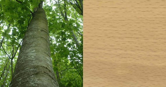 Hêtre - Essence bois