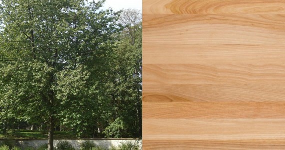 Merisier - Essence bois