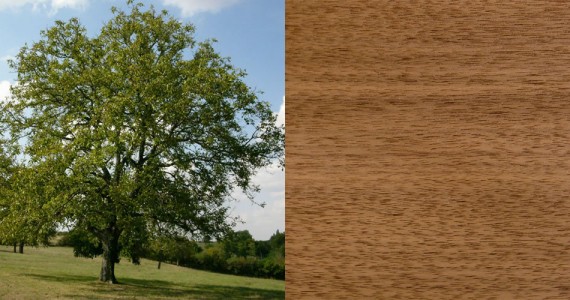 Noyer - Essence bois