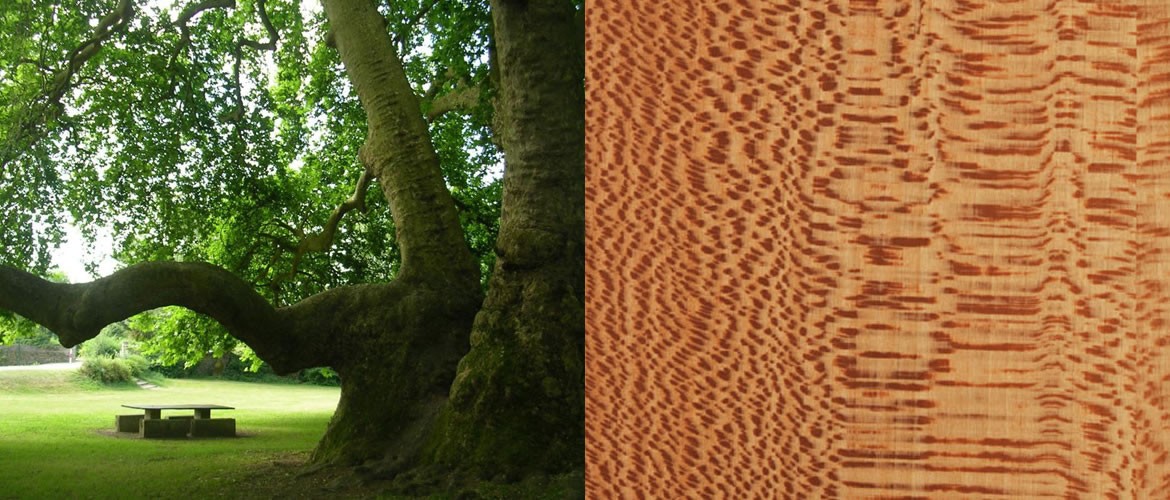Platane - Essence bois