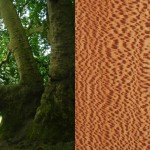 Platane - Essence bois