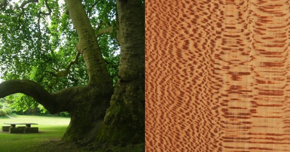 Platane - Essence bois