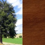 Poirier - Essence bois