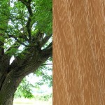 Robinier - Essence bois