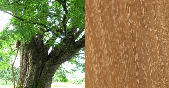 Robinier - Essence bois