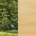 Tilleul - Essence bois