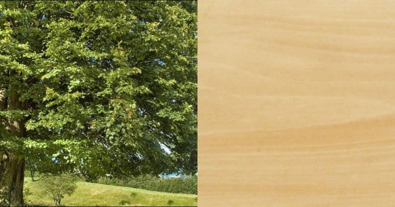 Tilleul - Essence bois