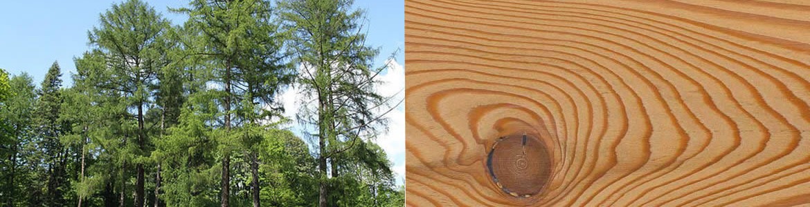 Le Mélèze - Essence bois