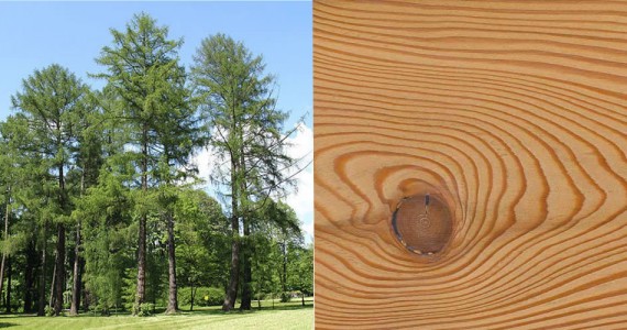 Le Mélèze - Essence bois